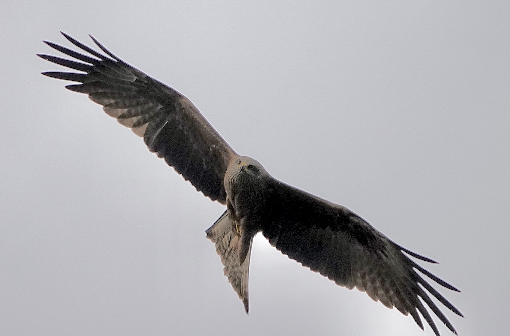 black kite